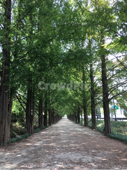 메타세콰이어,가로수길,나무,초록,여름,울창한,나무길,garden,식물