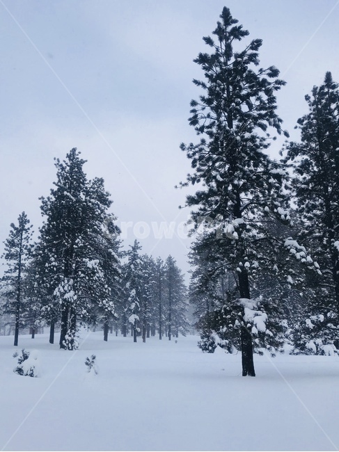 나무숲,눈밭,겨울,winter,forest,snow,눈,함박눈,자연,차가움