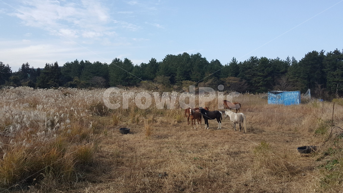 제주,말,갈대,가을,여우로움,오후,자연,풍경,nature,landscape,outdoors,옥외,grassland,목초지,field,들