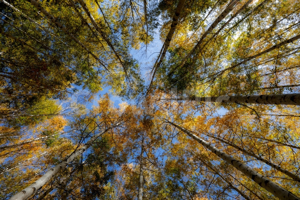인제,힐링,단풍,하늘,자작나무,가을,계절,fall,autumn,season,자연,풍경,nature,landscape,식물,plants,나무,trees,wood,tree,plant