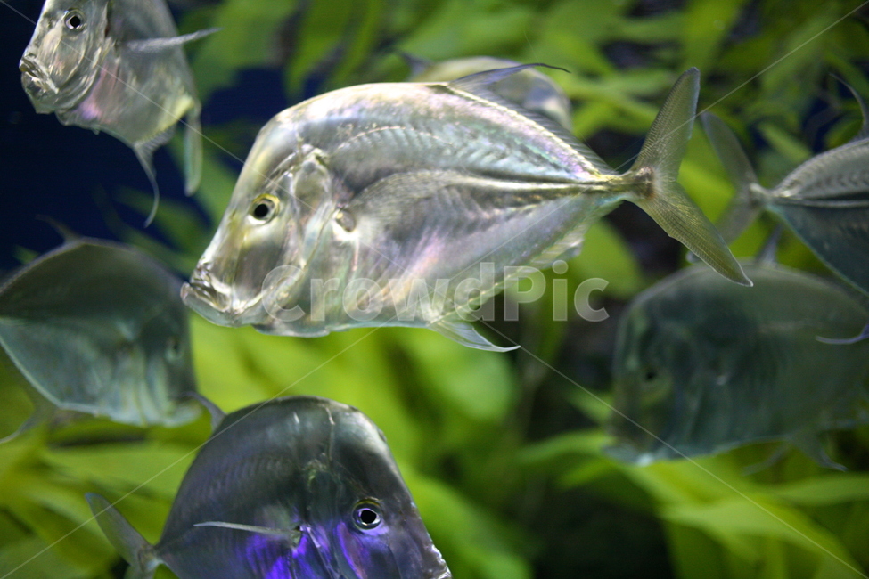 fish,물고기,animal,동물,수조
