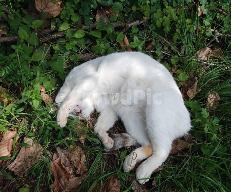 고양이,풀,잠,자연,평화,동물,animal,포유류,mammal,고양이,cat,kitten,kitty