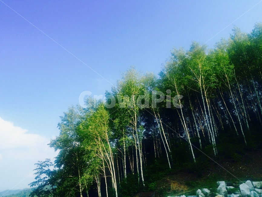 숲,풍경,나무,자작나무,하늘,강원도,자연,자연,풍경,nature,landscape,plant,식물,tree