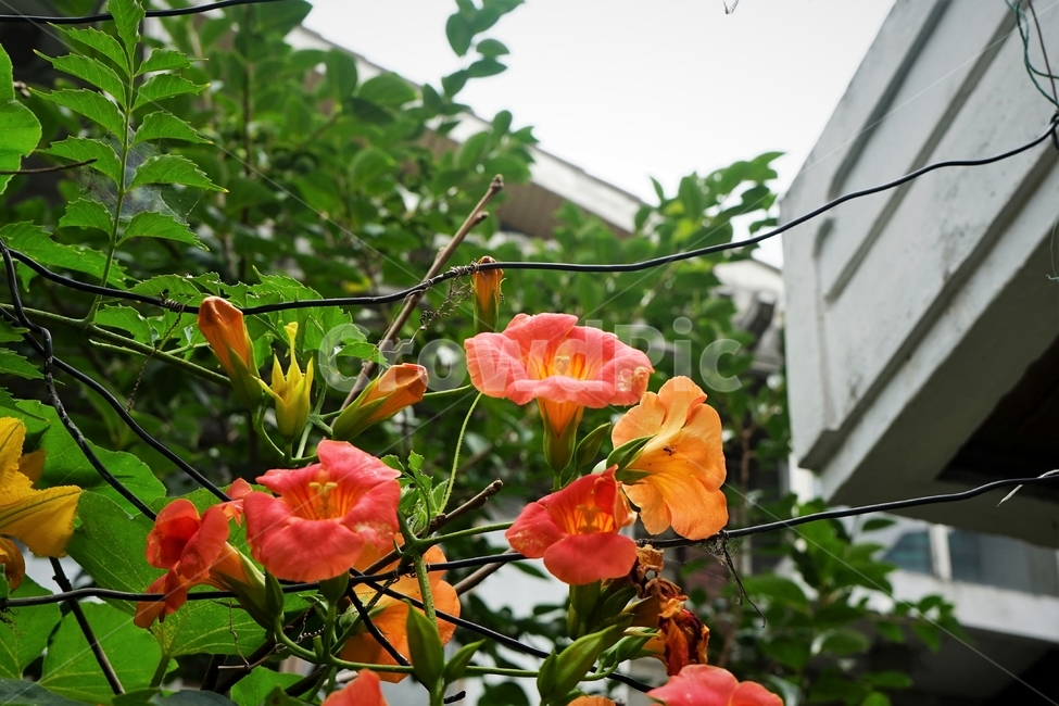 능소화,덩굴식물,꽃,식물,자연,원예,creeper,flower,trumpetcreeper,개화,beautiful,plant,식물,자연,plants,nature,꽃,flower