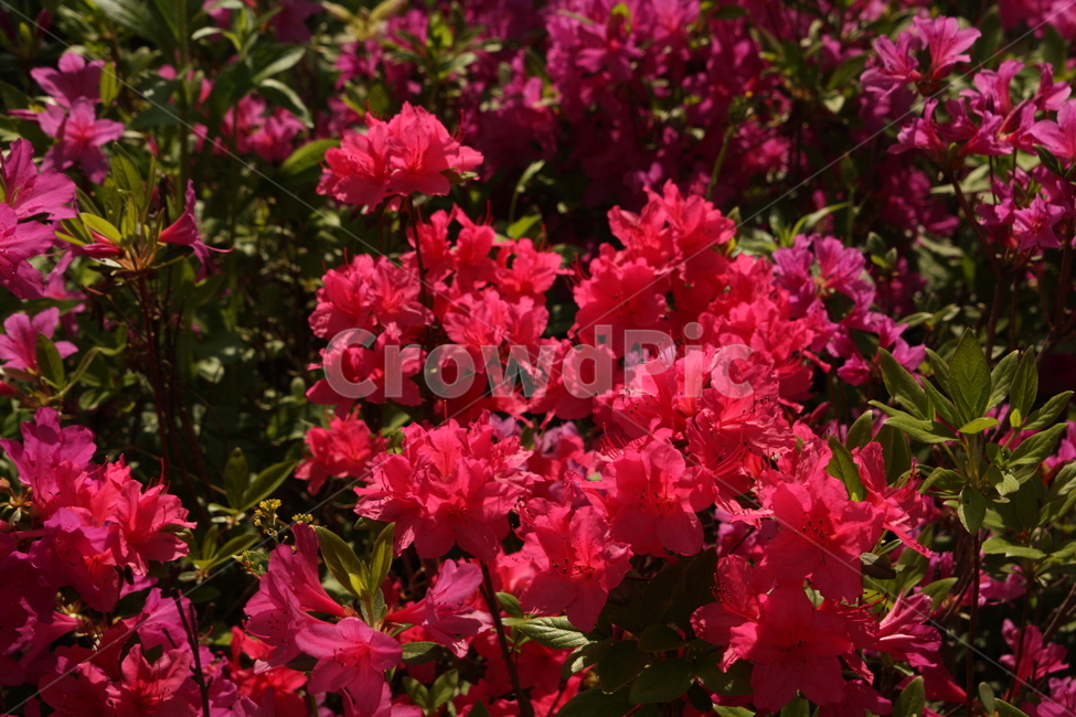 plant,식물,blossom,꽃,flower,진달래,나무,진달래꽃