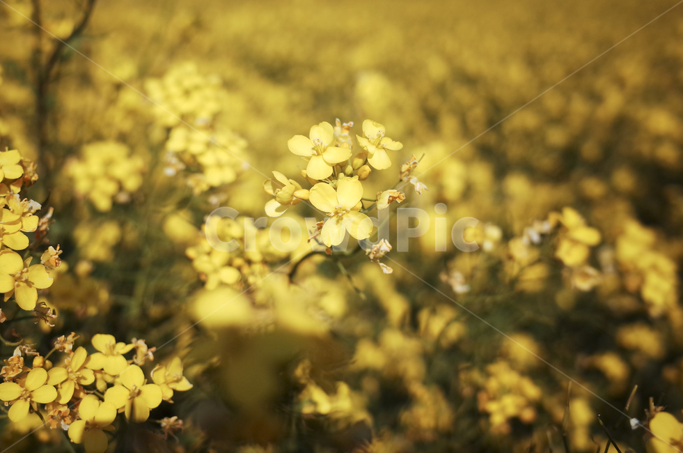유채꽃,유채,plant,식물,flower,꽃,yellow,green,봄꽃,노란꽃,노란,초록,노랑