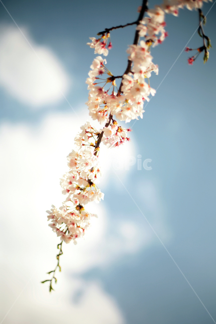 plant,식물,벚꽃,벚꽃나무,사쿠라,식물,자연,plants,nature,꽃,flower