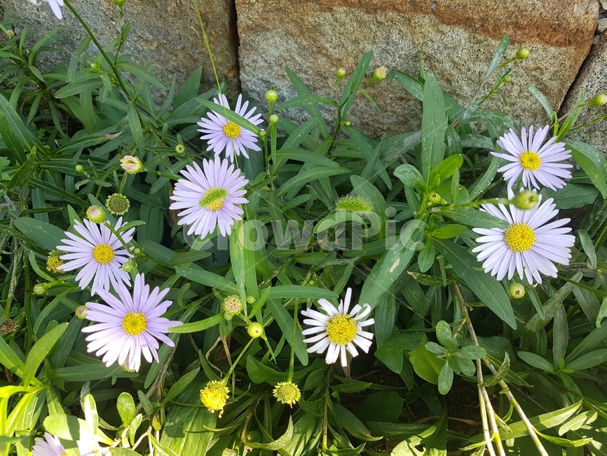 식물,꽃,데이지,daisies,flower,blossom,식물,자연,plants,nature