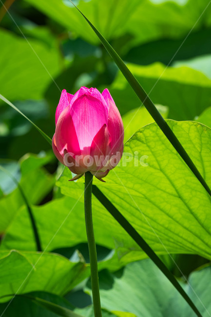 자연,꽃,연꽃,연방죽,조화,식물,자연,plants,nature,꽃,flower