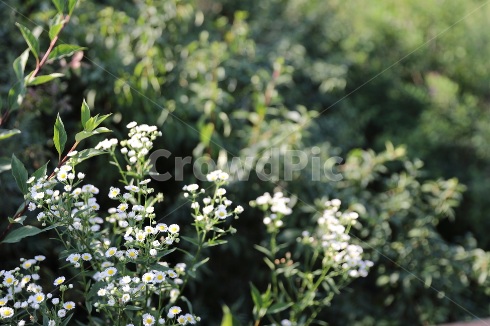 꽃,들국화,화이트,숲,봄,여름,개화,자연,아름다움,순수,자연,풍경,nature,landscape,식물,plants,꽃,flower,plant,blossom