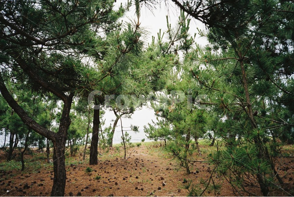 숲,나무,푸른,소나무,숲속,tree,plant,forest,감성사진,자연,풍경,nature,landscape,ground,바닥,식물