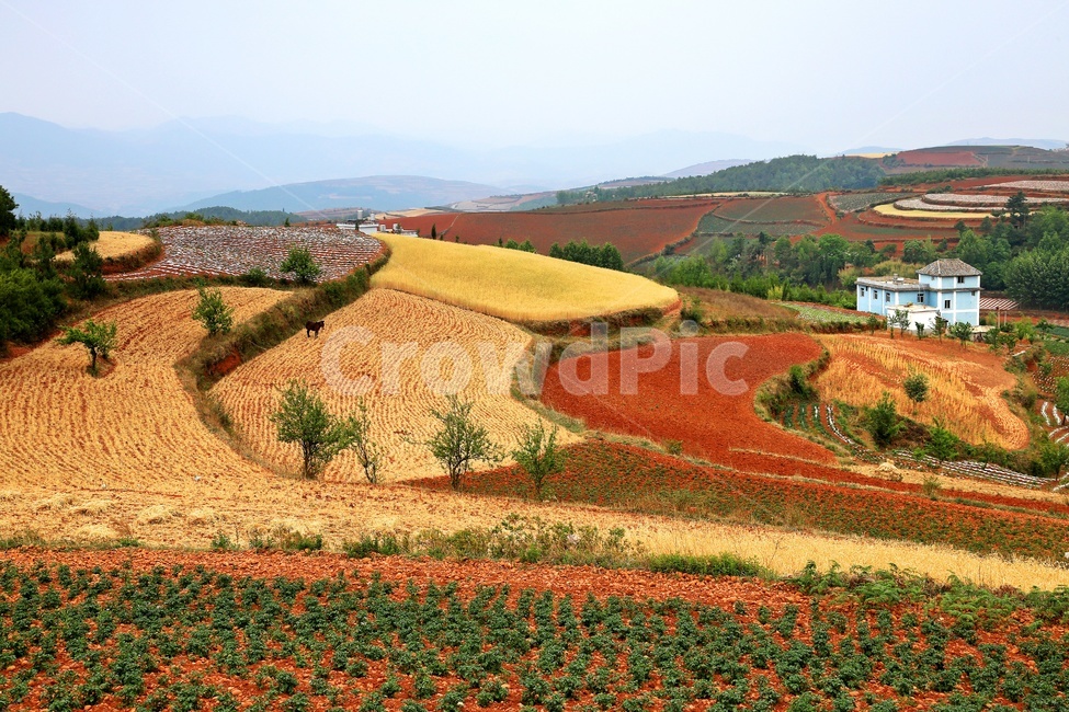 nature,자연,outdoors,옥외,landscape,경치,plateau,고원,scenery,풍경,hill,언덕,field,들,중국,운남성,홍토지,운남홍토지,비경,패턴,자연,풍경,nature,landscape,해외,외국,세계,foreign,oversea,world,세계자연풍경,해외자연풍경,외국자연풍경,world nature landscape