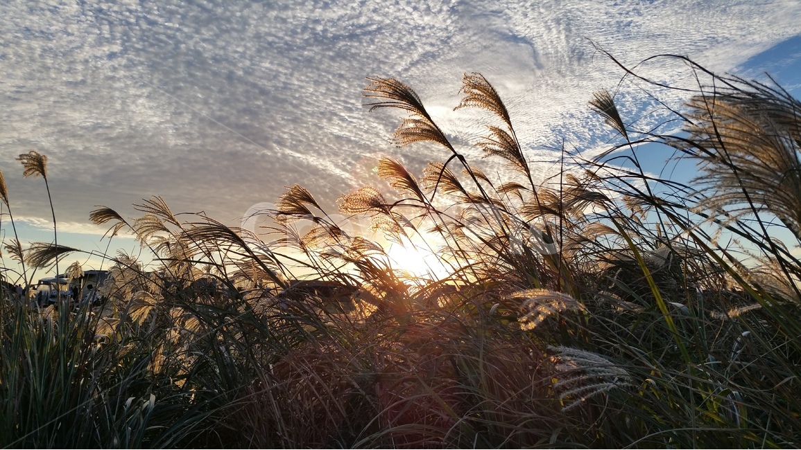 갈대,자연,하늘,구름,역광,자연,풍경,nature,landscape,식물,plants,plant,grass,잔디,lawn,reed