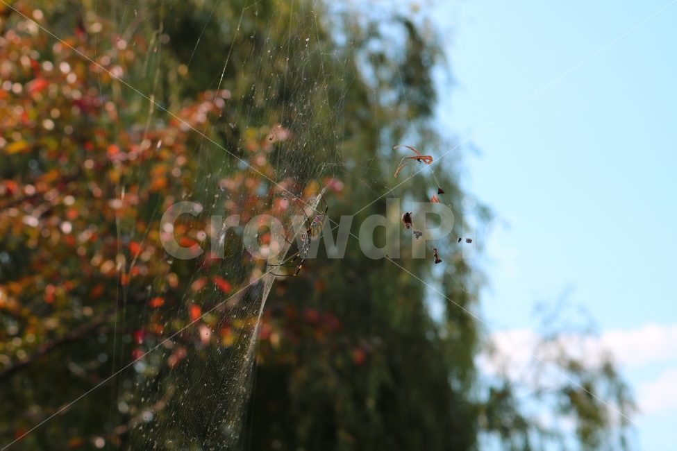 거미,거미줄,나무,야생,나뭇잎,곤충,동물,animal,곤충,벌레,insect,bug