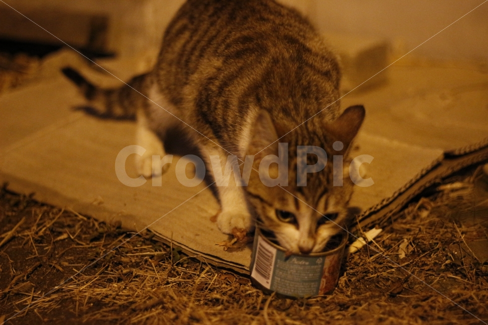 고양이,반려동물,유기묘,길냥이,애완동물,cat,pet,kitten,아기고양이,코숏,코리안숏헤어,동물,animal,캣맘,캣대디,동물,animal,고양이,cat,kitten,kitty,포유류,mammal