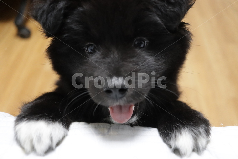 강아지,멍뭉이,미소,개활짝,웃음,동물,animal,포유류,mammal,개,강아지,dog,doggy