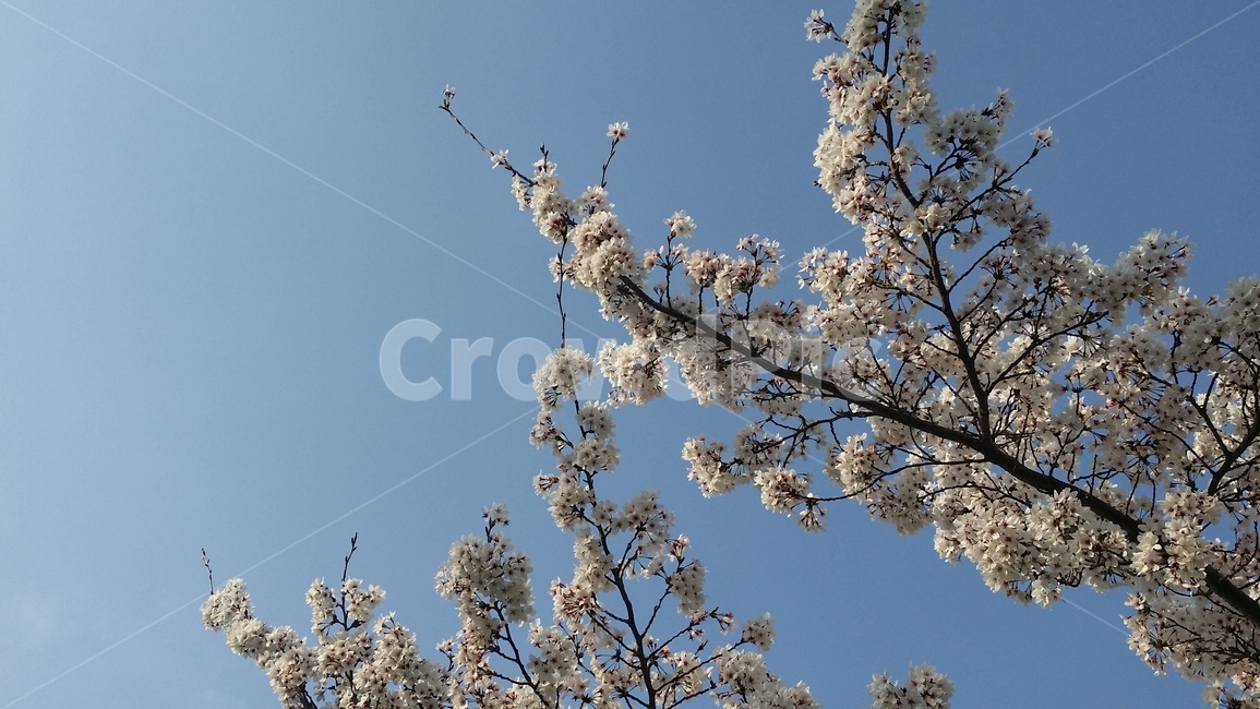 봄,blossom,cherryblossom,벚꽃,꽃,flower