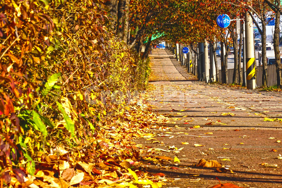가을,봄,노랑,따듯함,햇빛,거리,도로,인도,보도,가을,계절,fall,autumn,season
