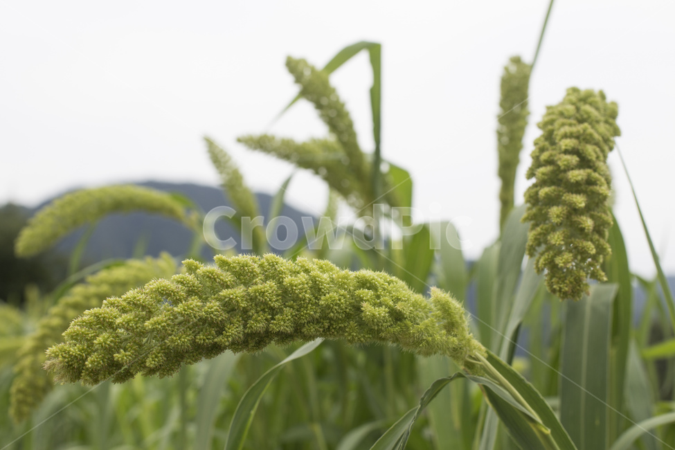 조,곡식,식물,풀,작물,농사,자연,농작물,식물,자연,plants,nature