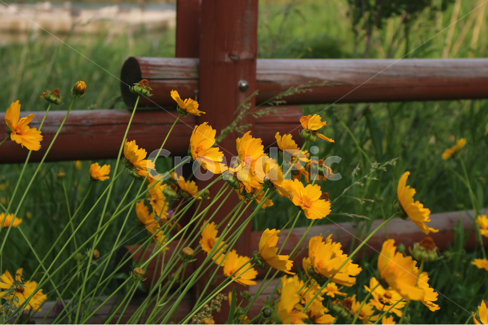 감성사진,자연,하늘,꽃풍경,풍경사진,색감,flower,sky,summer,nature,color,yellow,자연,풍경,nature,landscape,식물,plants,꽃,flower
