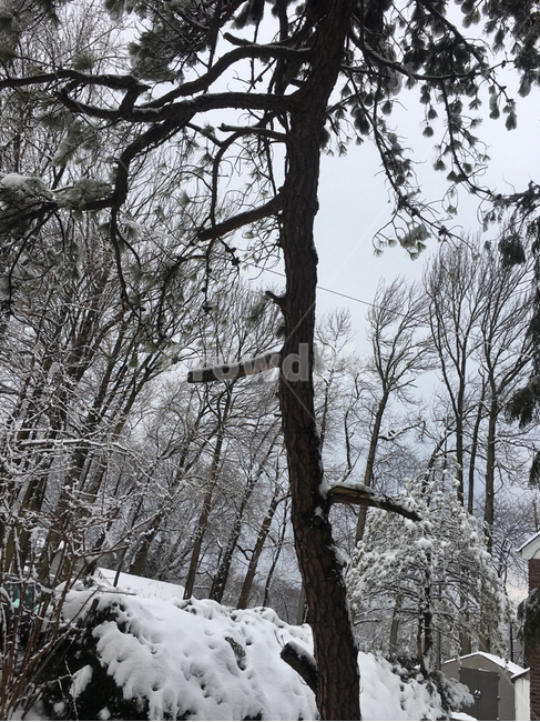 겨울,눈,풍경,눈풍경,산,나무,tree,plant,식물,nature,자연,옥외,outdoors