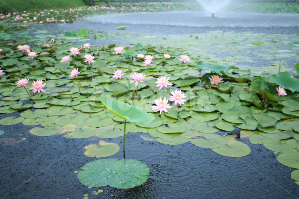 우중출사,장마,비방울,수련,물방울,반동,진동,식물,자연,plants,nature,꽃,flower,비,비오는날,rain,rainy