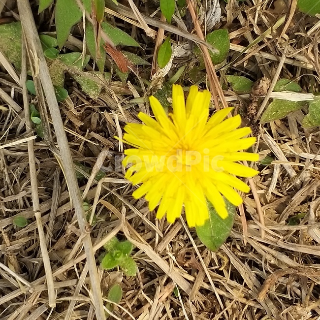 꽃,민들레꽃,식물,plant,봄,식물,자연,plants,nature,꽃,flower