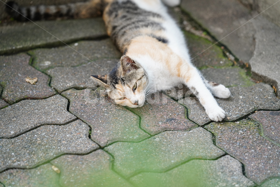 cat,고양이,동물,생물,생명,포유류,거리,animal,동물,animal,포유류,mammal,고양이,cat,kitten,kitty