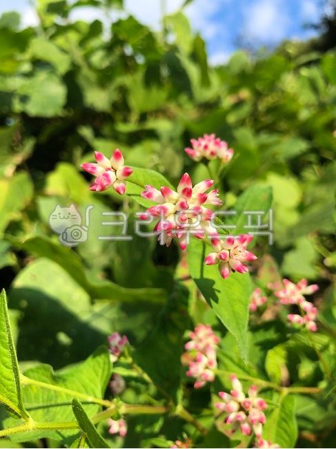 korean flower,Gomari,fall flowers,wild flowers,flower background,flowers and insects,Gomari Flower,wild grass