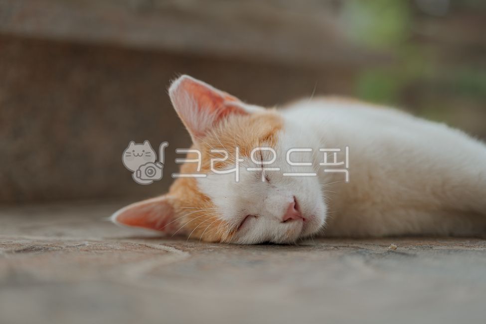 고양이,길고양이,cat,animal,동물,동물,animal,포유류,mammal,고양이,cat,kitten,kitty