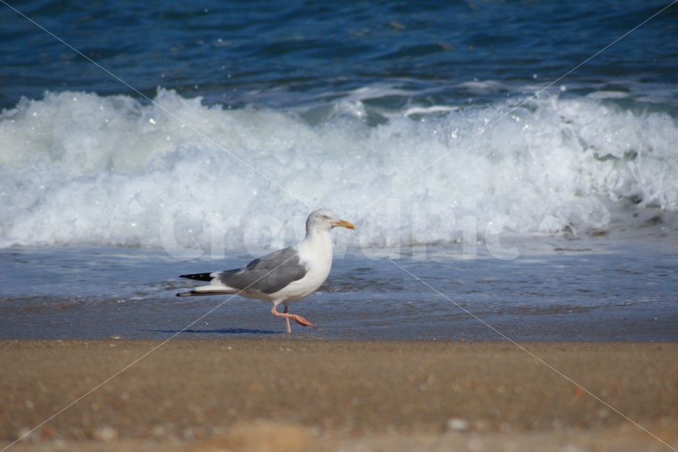 동물,새,갈매기,조류,바다,파도,걷고있는,바닷가,해변,해변가,모래사장,gull,sea,해변,바다,beach,sea,동물,animal,조류,새,birds