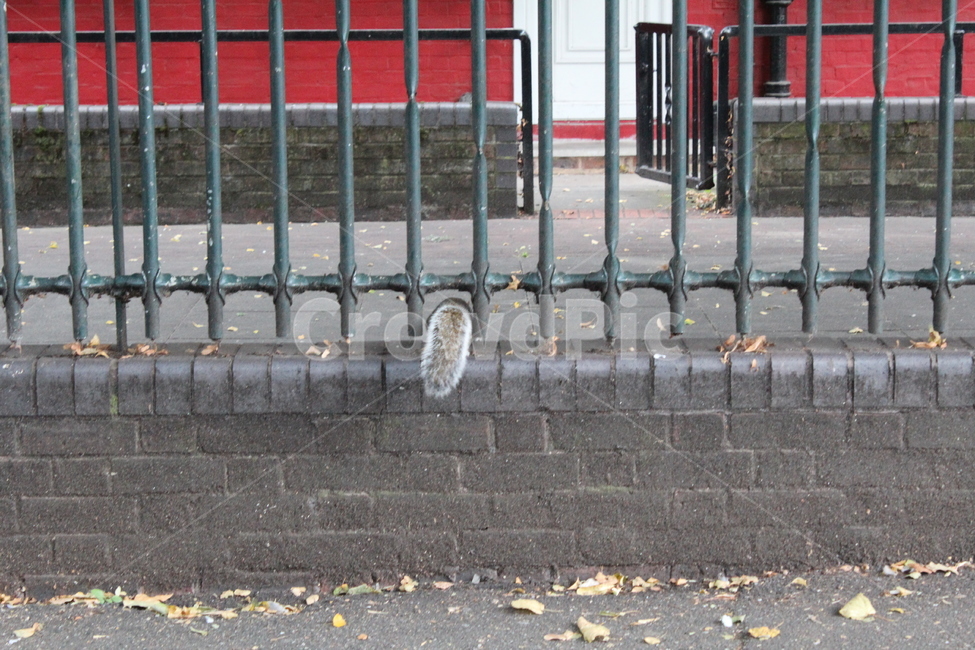 banister,handrail,난간,다람쥐,청설모,길가,동물,animal,꼬리,tail,street