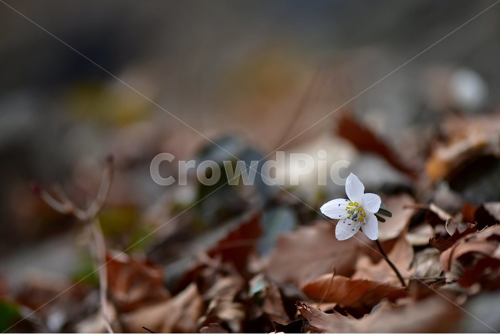 변산바람꽃,2018년,2월,야생화,꽃,생태,식물,자연,들꽃,산꽃,봄,감성,힐링,플라워,계절,시즌,wild,Flower,plants,nature,spring,season,배경,나무,목본,풀,초본,미나리아재비과,너도바람꽃속,flower,생태사진,봄꽃,거제도,봄,계절,spring,season,식물,자연,plants,nature,꽃,flower,plant,blossom
