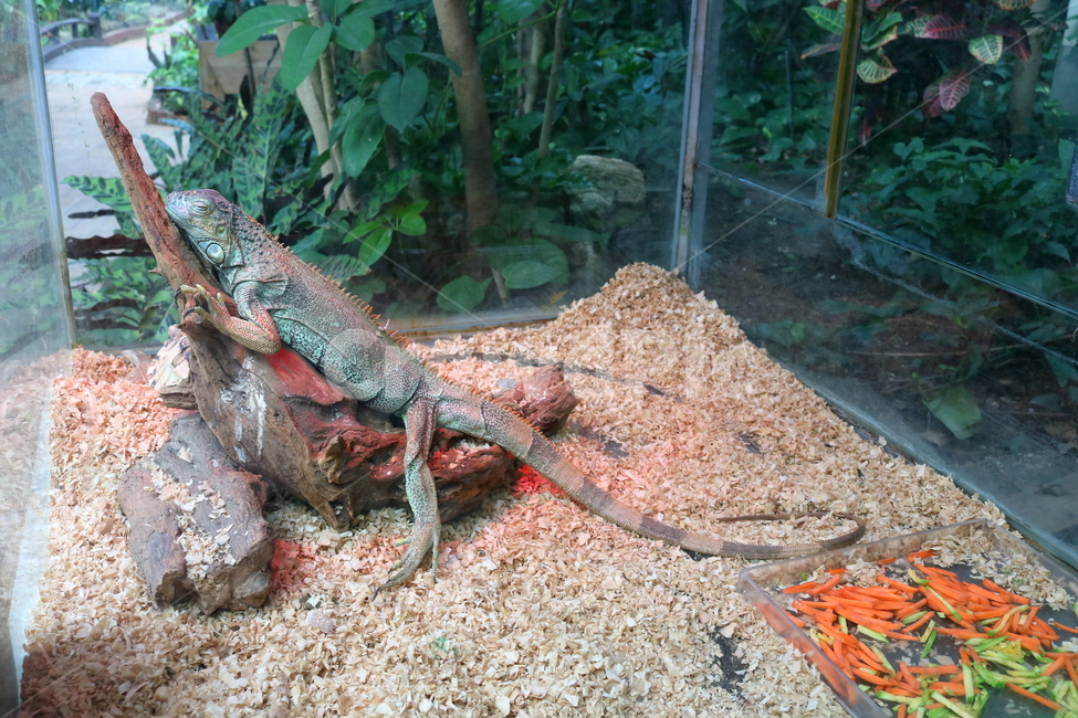 이구아나,도마뱀,파충류,동물,척추동물,자연,동물,animal,파충류,양서류,reptile,amphibian