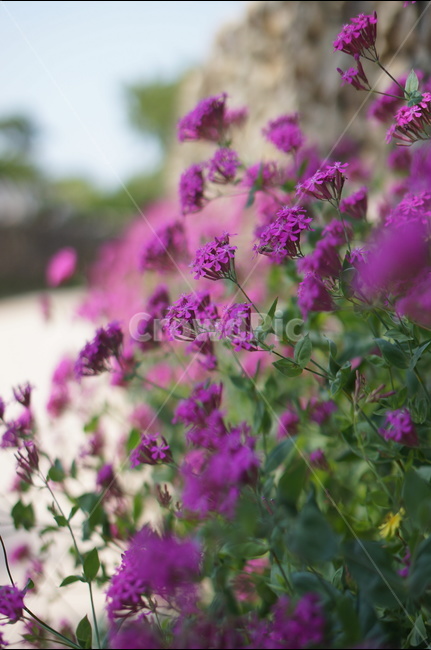 외암리,풍경,5월,맑음,꽃,식물,자연,plants,nature,꽃,flower