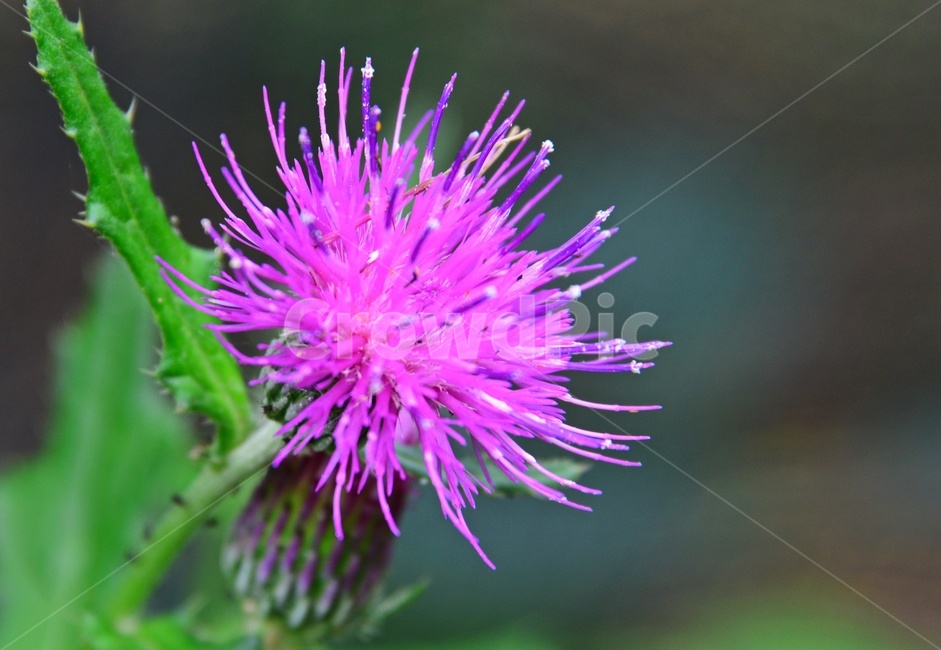 plant,식물,flower,blossom,꽃,petal,꽃잎,엉겅퀴곷