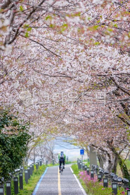 Cherry Blossom,blossom,bicycle,cherryblossom,tree,asphalt,flowering,full bloom,bike,spring,Cherry Blossom Tunnel,cherry blossom road,Naju city,road,person,walking path,bike path,human