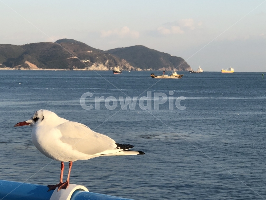 바다,하늘,갈매기,부산갈매기,풍경,동물,animal,조류,새,birds