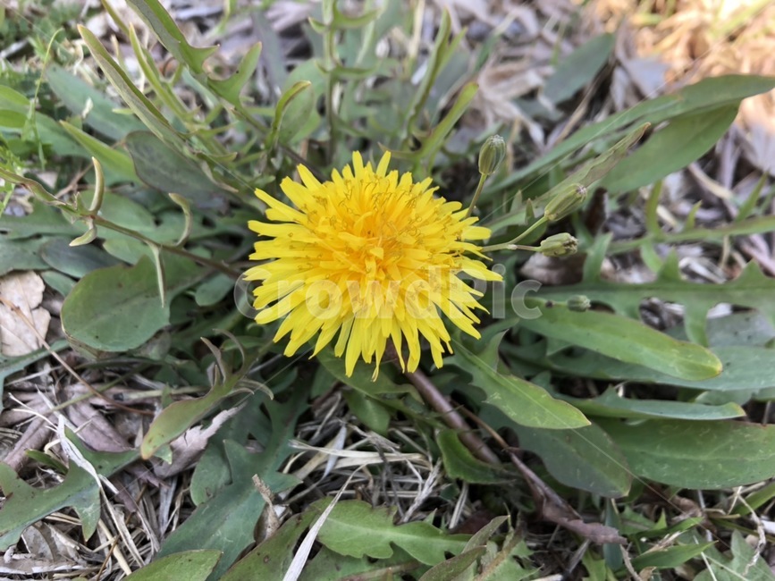 민들레,꽃,노란꽃,봄,flower,dandelion,식물,yellow,자연,식물,자연,plants,nature,꽃,flower