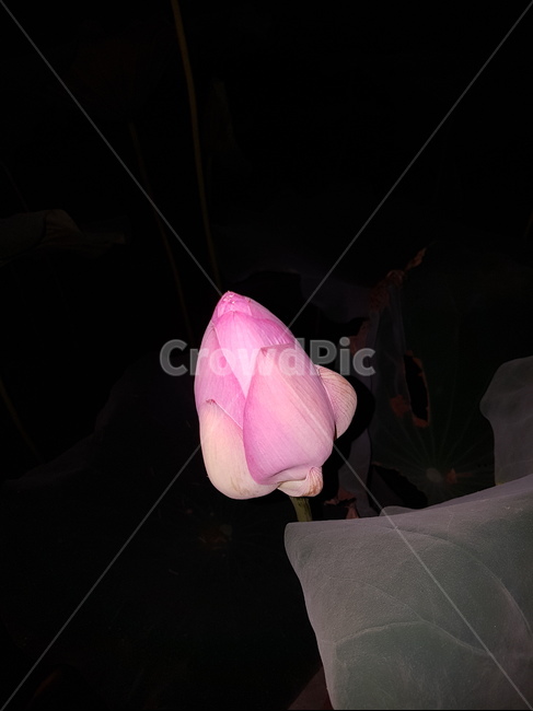 연꽃,식물,자연,연잎,공원,식물,자연,plants,nature,꽃,flower