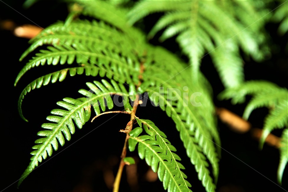자연,나무,풀,초록색,감성,느낌,분위기,식물,자연,plants,nature
