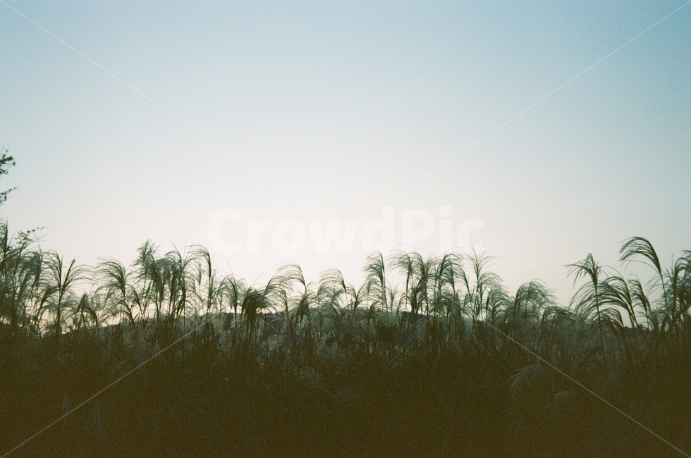 가을,억새,갈대,하늘,그림자,구름,나무,풍경,동네,산책,stroll,sky,fall,autumn,green,blue,cloud,필름,아날로그풍경,analog