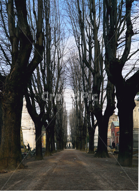 나무줄기,tree,나무,plant,길,가로수