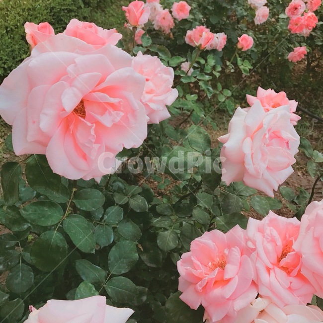 꽃,flower,rose,식물,blossom,식물,자연,plants,nature,꽃,flower