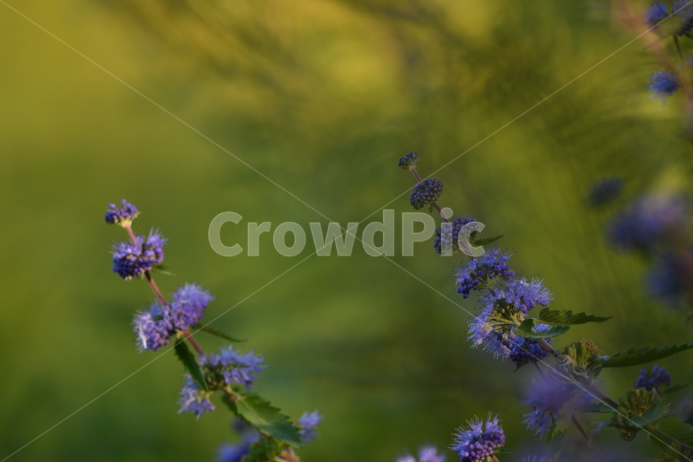 자연,꽃,가을,아침,이슬,식물,자연,plants,nature,꽃,flower