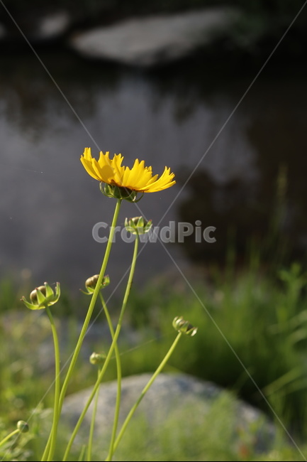 금계국,풍경,노랑,봄,아침,자연,식물,자연,plants,nature,꽃,flower