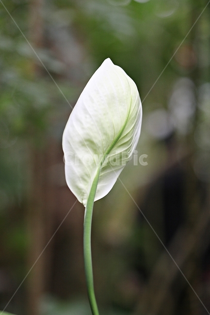 스파티필름,꽃,잎,식물원,식물,자연,공원,가을,식물,자연,plants,nature