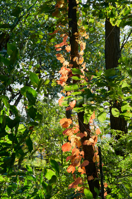 나무,단풍,빛,tree,자연,식물,leaf,잎,treetrunk,나무줄기,plant,식물,자연,plants,nature,나무,trees,wood