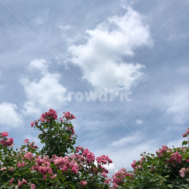 하늘,장미,꽃,자연,풍경,식물,plant,꽃,flower