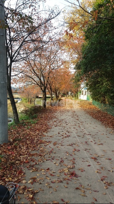 자전거길,가을자전거길,낙엽,가을,가을분위기